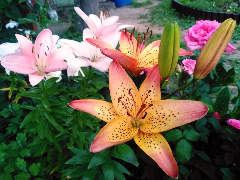 Часть азиатских гиридов растет по соседству с лилиями
