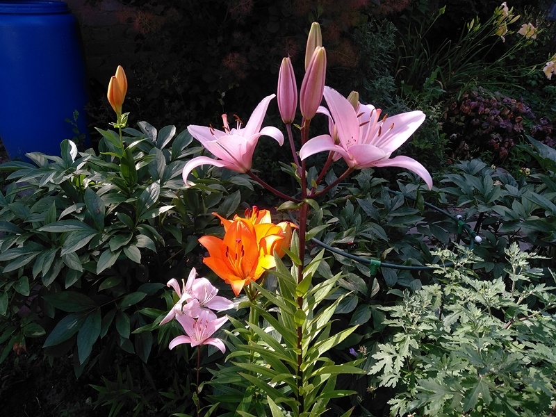 «Пинк Блоссом» на переднем плане