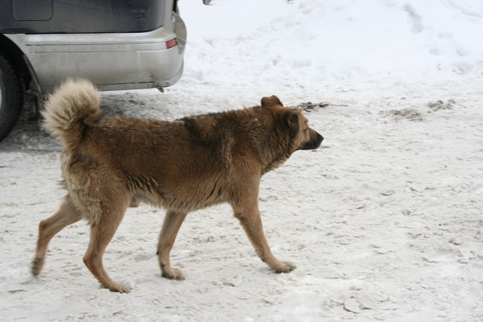    Одна заявка на аукцион поступила Олег УКЛАДОВ