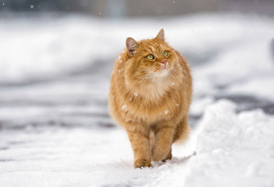    Shutterstock/FOTODOM