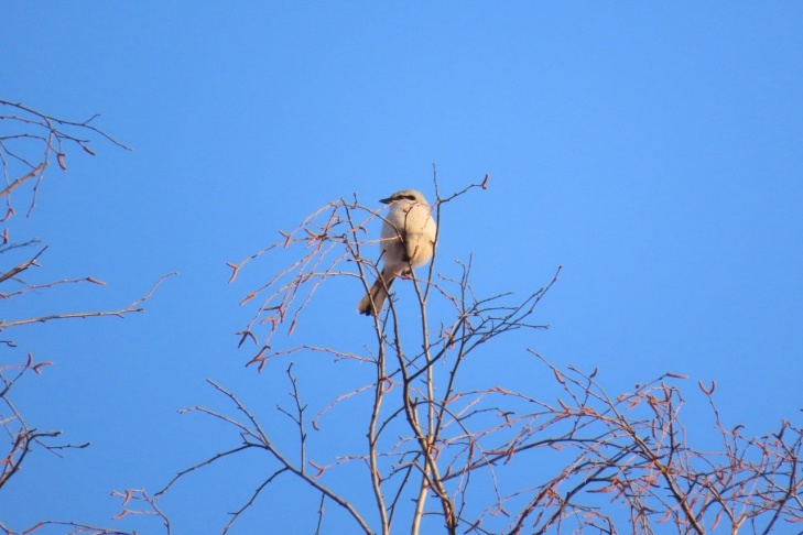    Фото из ТГ-канала «Птичка на проводе».