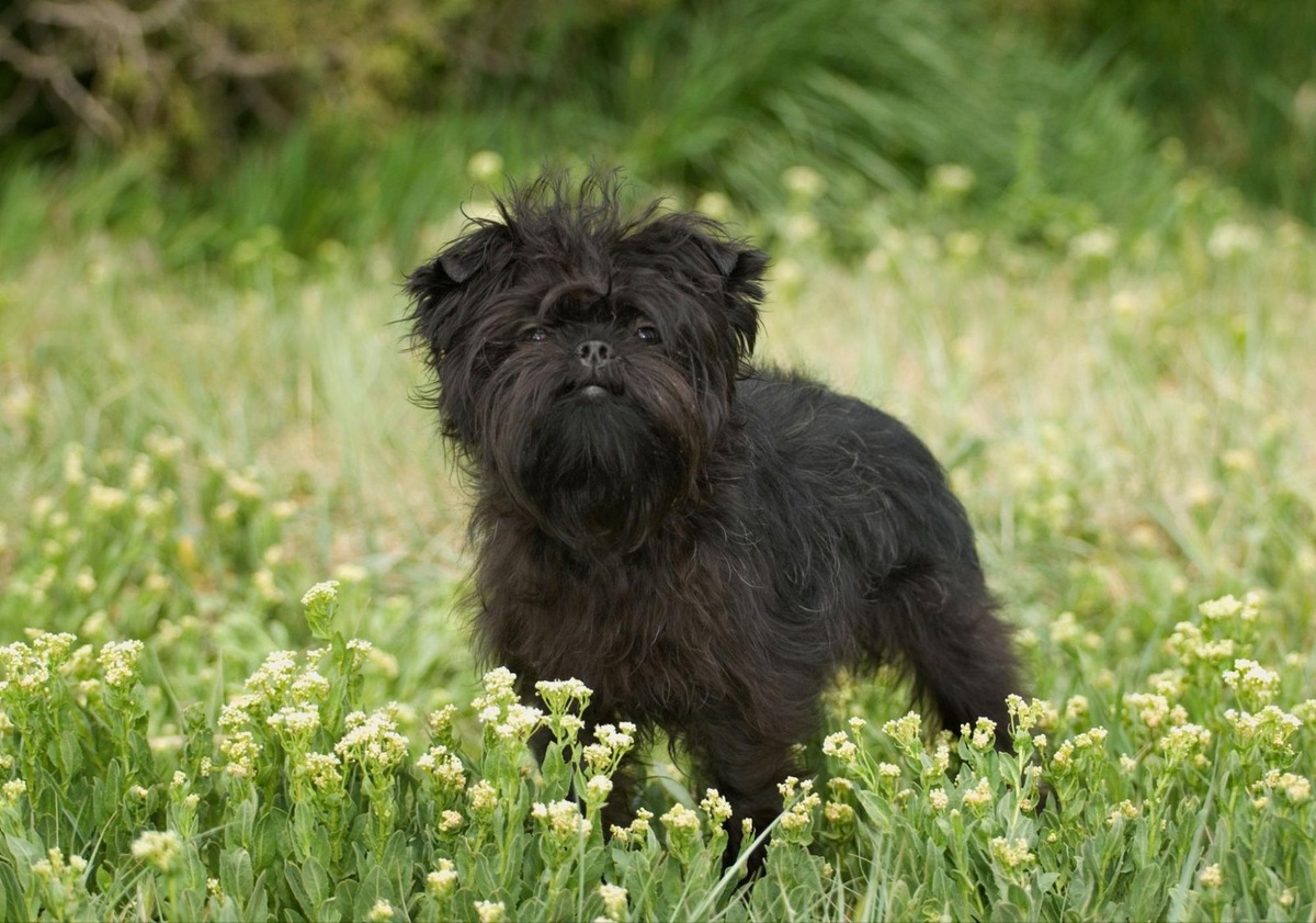    Забота и профилактика помогают продлить активные годы жизни вашего питомца