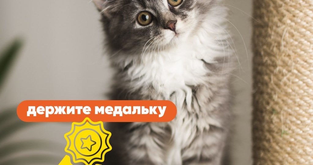 Если вы ответили правильно на все вопросы - поздравляем, вы настоящий знаток кошек