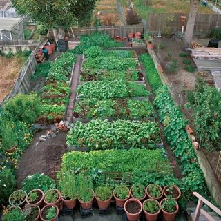 Чистый огород 