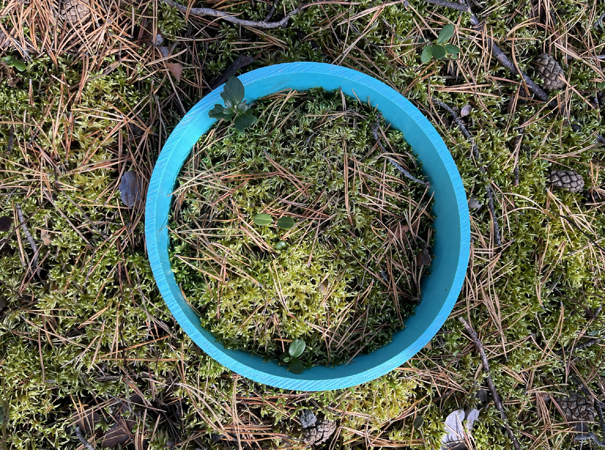 Измерительное кольцо для размещения датчиков в зеленомошном сосняке. Источник: Анастасия Махныкина