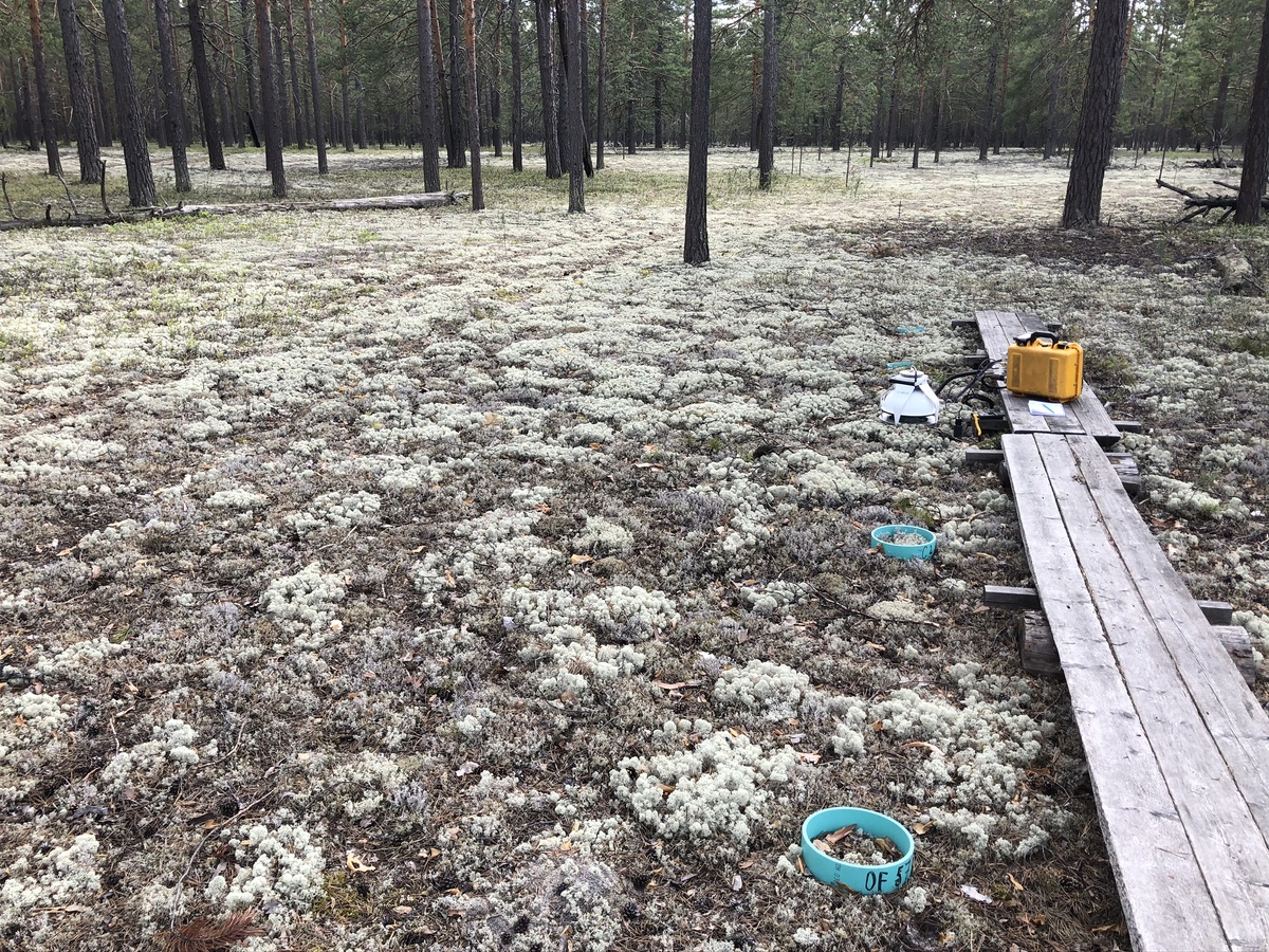 Пробная площадь в лишайниковом сосняке. В правой части — измерительные кольца для размещения датчиков. Источник: Анастасия Махныкина