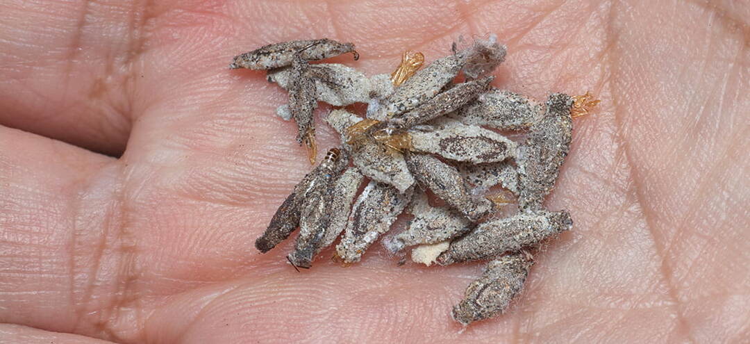 Откуда берется моль в квартире: мифы и реальность