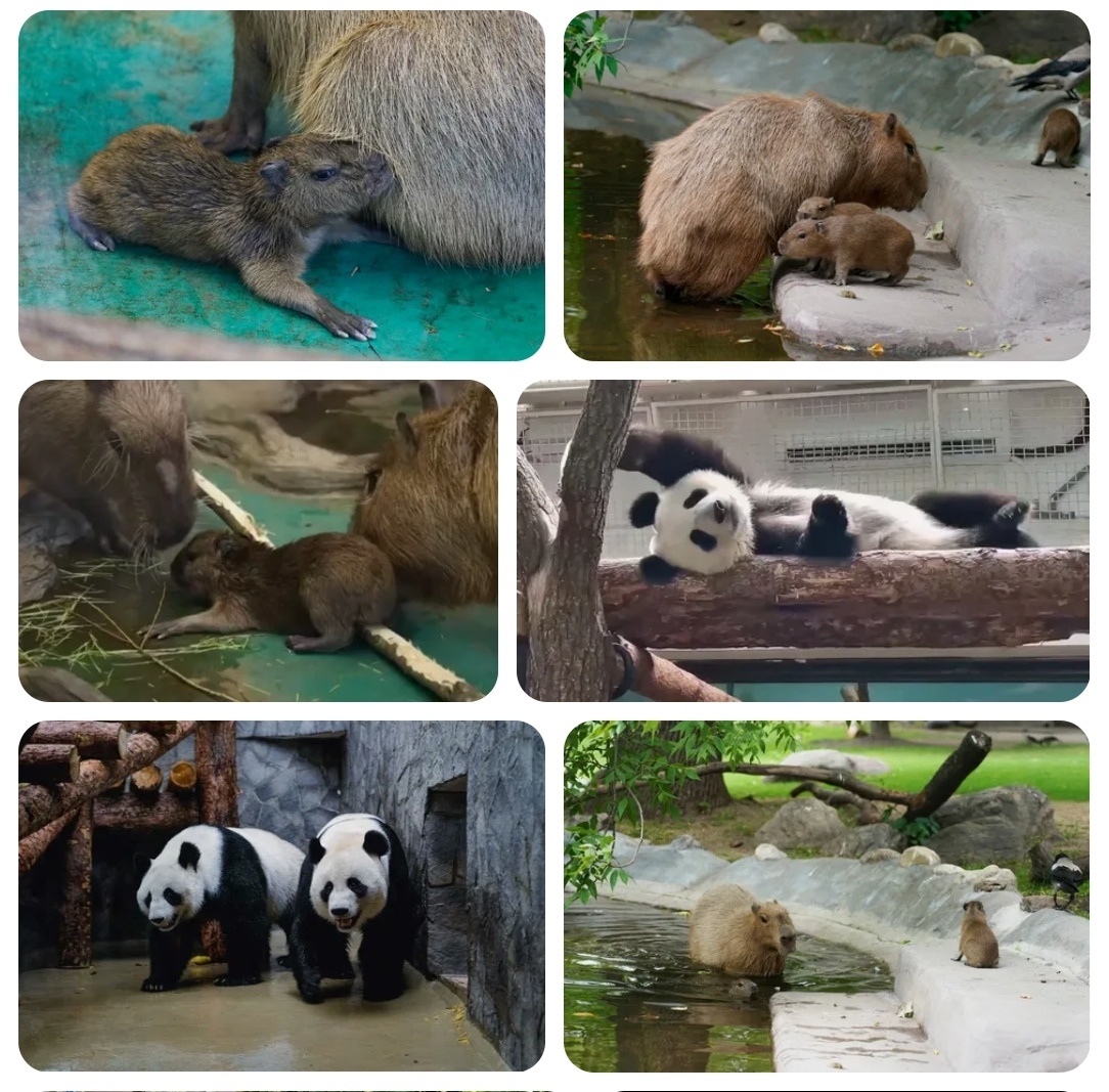 Панды и капибары в Московском зоопарке