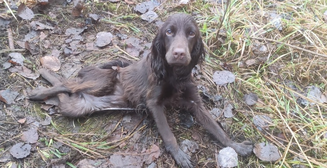 Суд вынес приговор жительнице Удоры, сбросившей щенка из окна пятого этажа