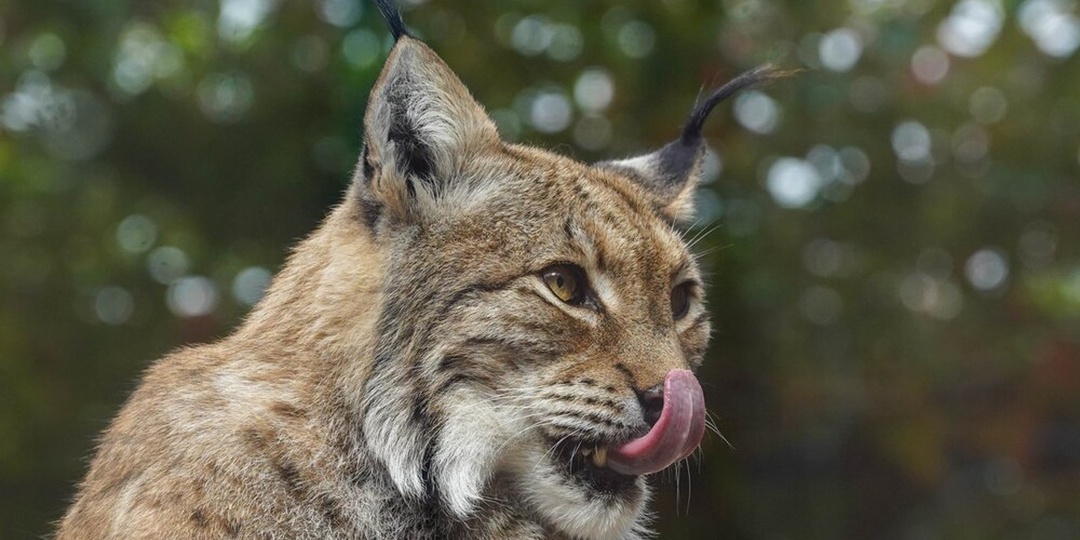 Для зрителей трансляций из Московского зоопарка проведут викторину о рысях