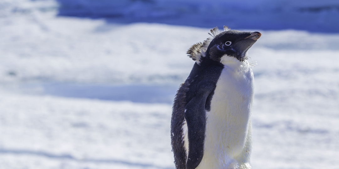 Топ-10 неочевидных фактов об Антарктиде