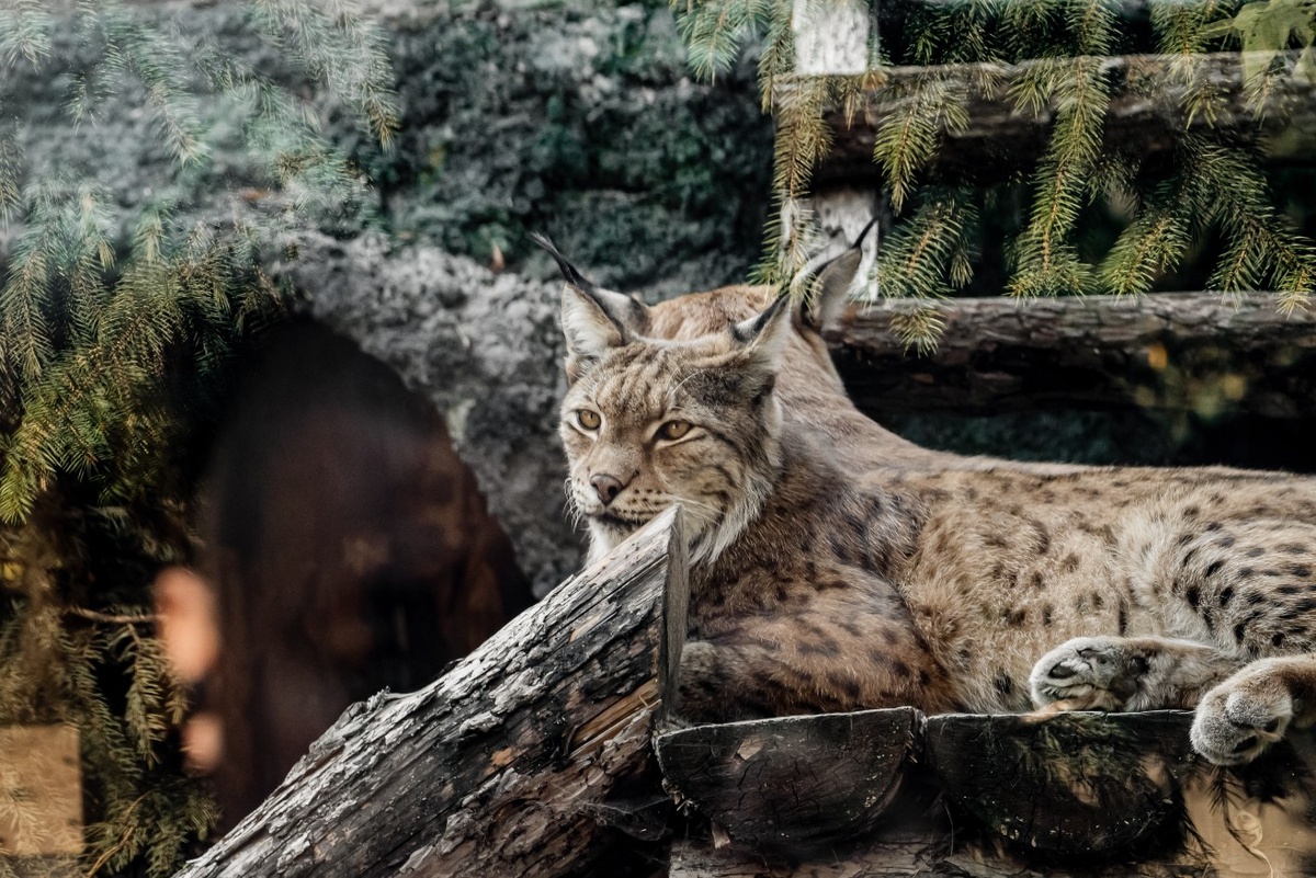 фото с сайта https://ag.mos.ru/polls/