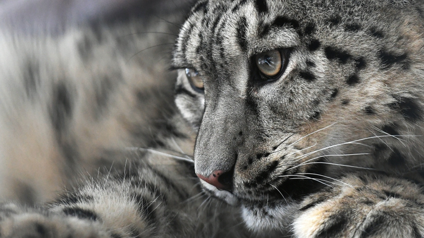    Фото: © РИА Новости/Илья Наймушин; 5-tv.ru