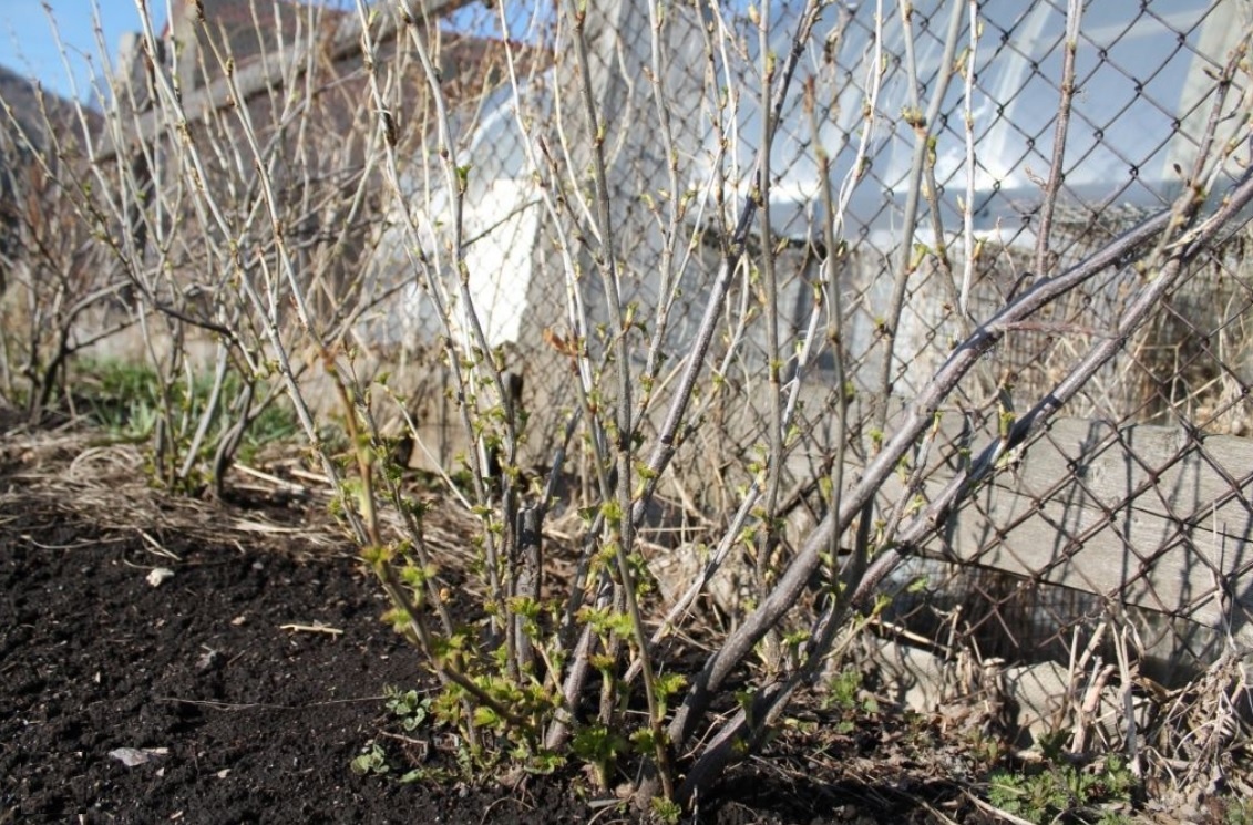 Что лучше не сажать рядом со смородиной: 5 плохих соседей, которые снижают урожай.