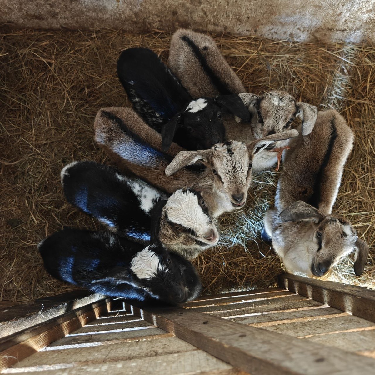 Козлята из хозяйства моего папы. Данков, Липецкая область 