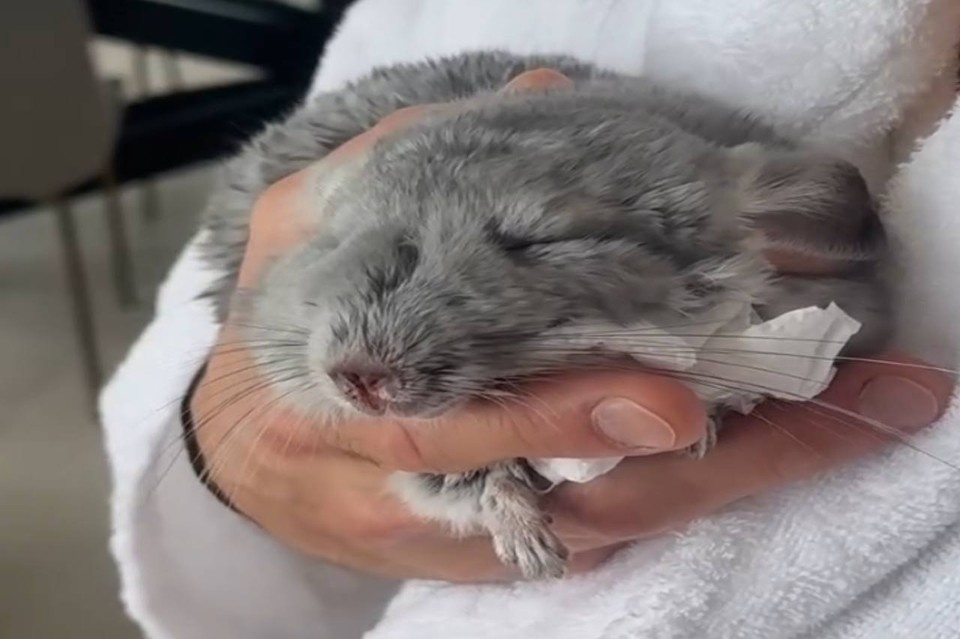    Певец был на рабочей встрече, а по возвращении домой заметил, что с питомцем что-то не так. Фото: стоп-кадр видео Димы Билана