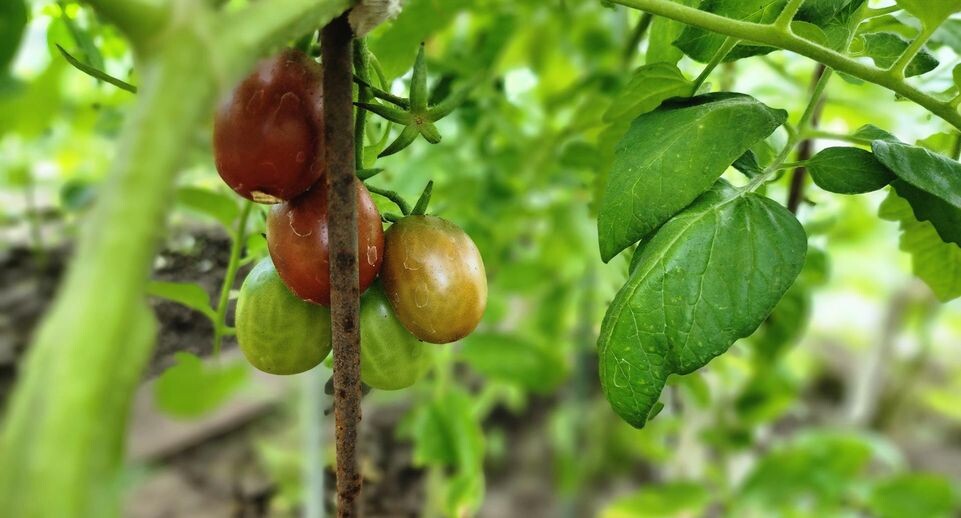    Фото: Наталья Надточая