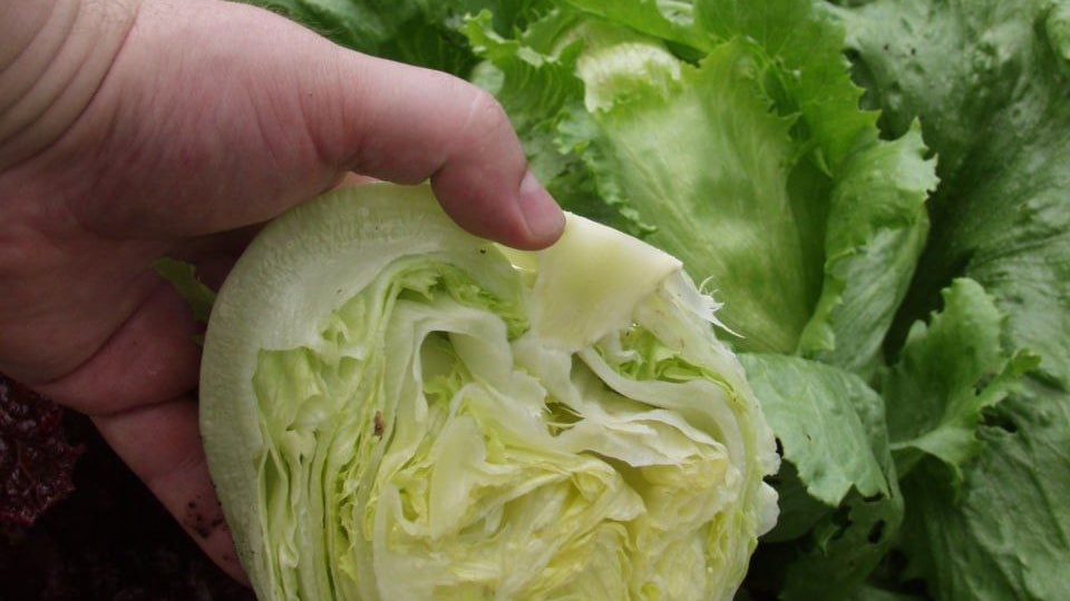Как ВЫРАСТИТЬ крупный кочанный САЛАТ?