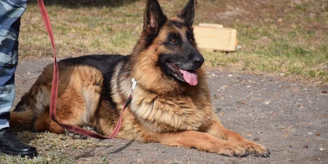 Ижора выходит на пенсию. Ей нужен дом.