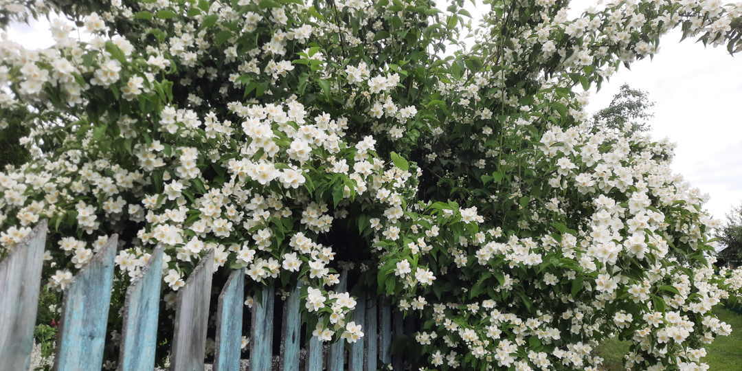 Три имени, простейший уход и непревзойденное цветение. Всё это жасмин