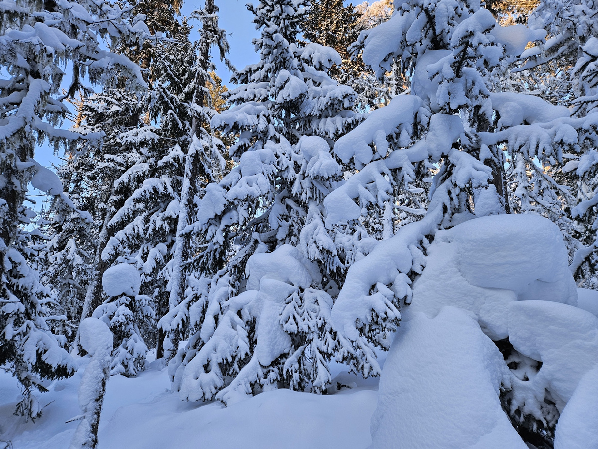 Сибирская зима в тайге.