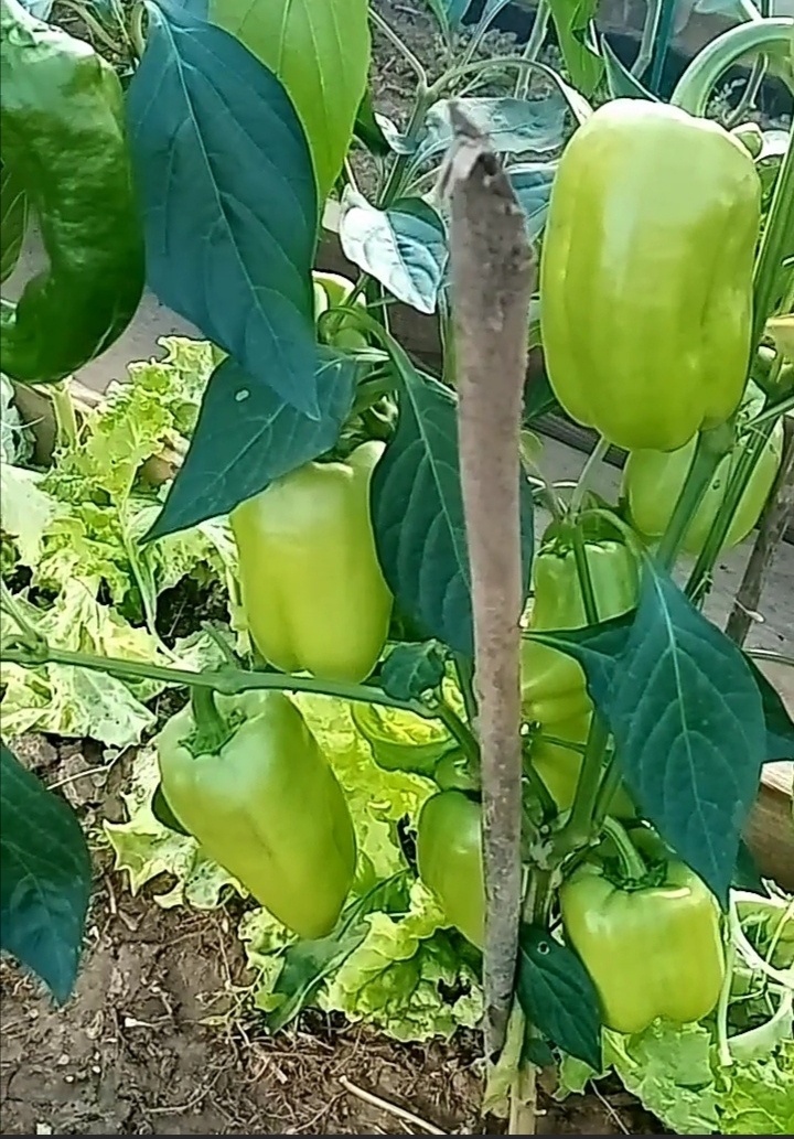 Бугай F1в теплице июль-август/фото автора