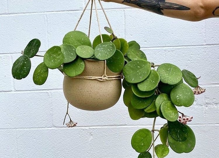 Хойя не хочет расти, как ухаживать?