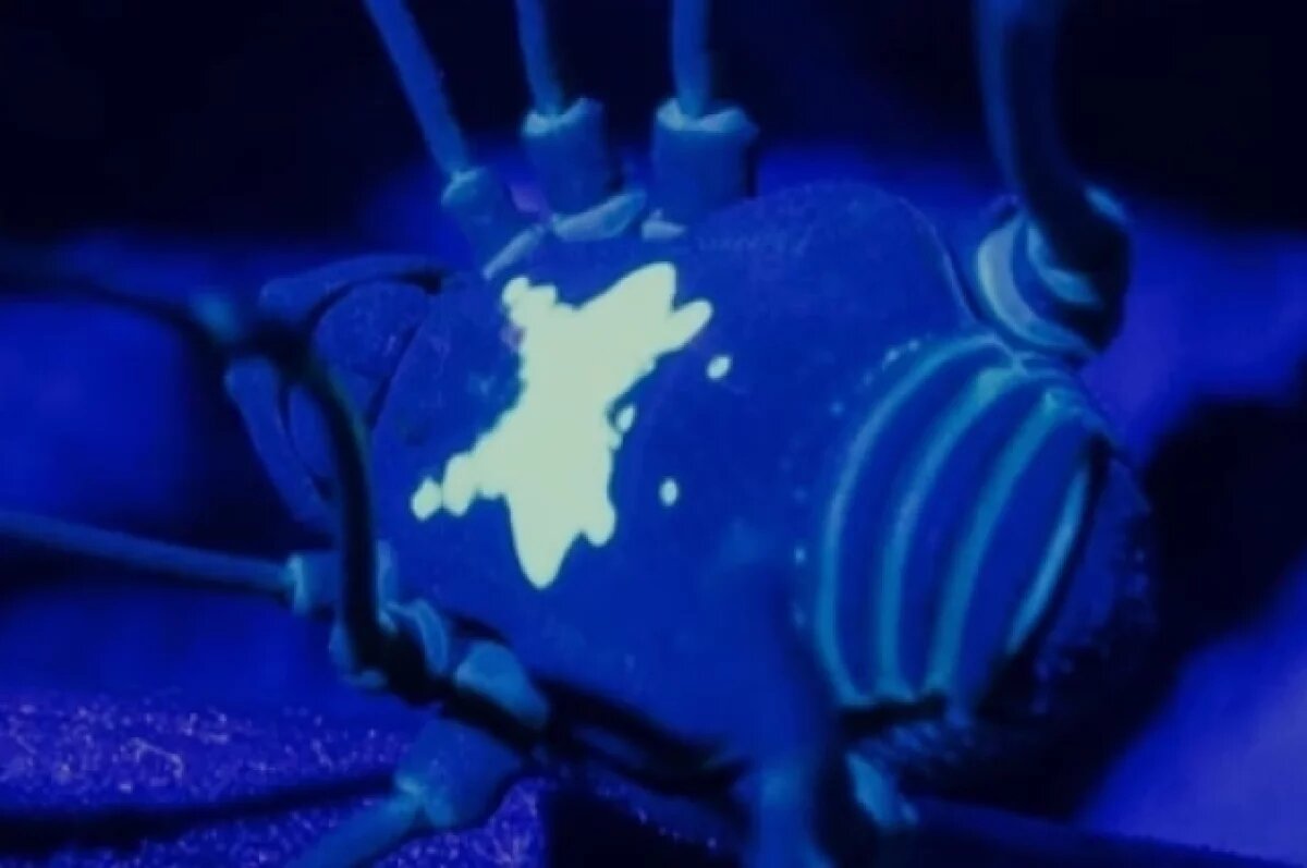    Ученые из Мюнхена обнаружили новый вид «светящихся» паукообразных