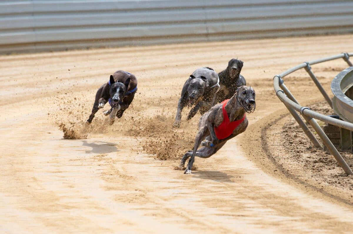 Забег грейхаундов