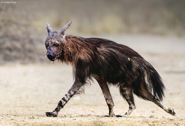 � �� �� ��� ����������, ��� �� �� ���������, ���� �� ������ ��������� ��������! 