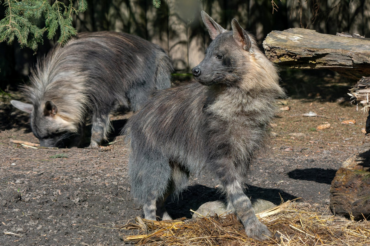 ����� ����� �� ����, ��� �������, ��� ������� ����������� � �������� ���������� � �������.