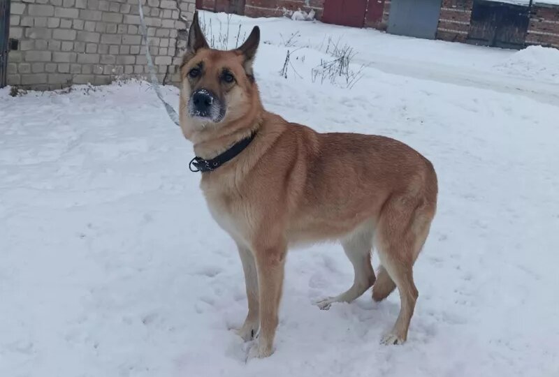 Туристы из Мурманска бросили собаку у гостиницы в Сегеже