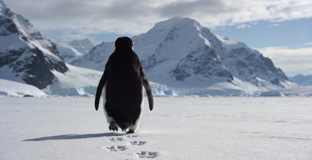 Пингвин-нигилист или почему одиночество — это худший выбор жены алкоголика