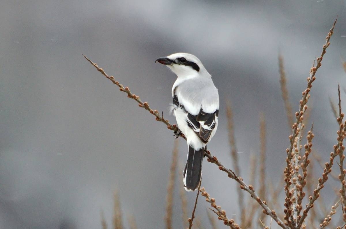     В нацпарке на юге Красноярского края заметили редкую птицу
