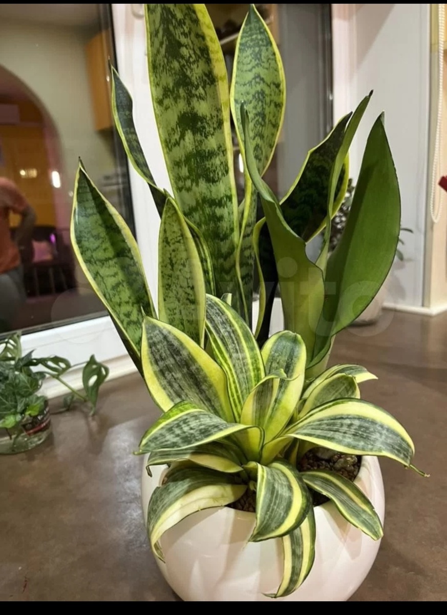 С сайта Авито. 