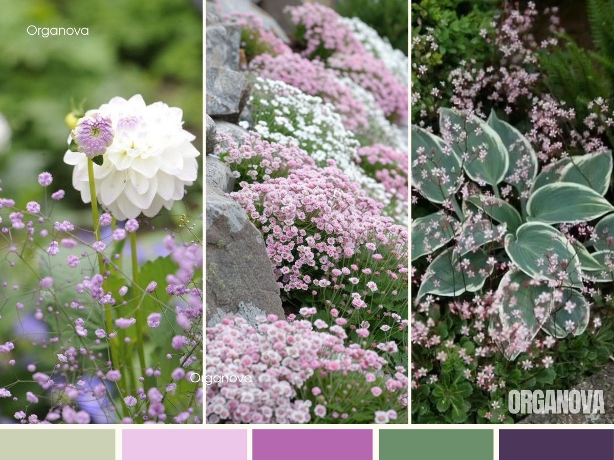 Для солитерных посадок и срезки выбирайте высокие метельчатые сорта: проверенный «Бристол Фэйри» или более компактный и морозостойкий «Снежинка». Для альпинариев, рокариев и бордюров идеальны низкорослые «Розеншлейер» или сверхстойкая ползучая «Румяна». Если нужно быстро заполнить пространство — посейте однолетнюю гипсофилу изящную.