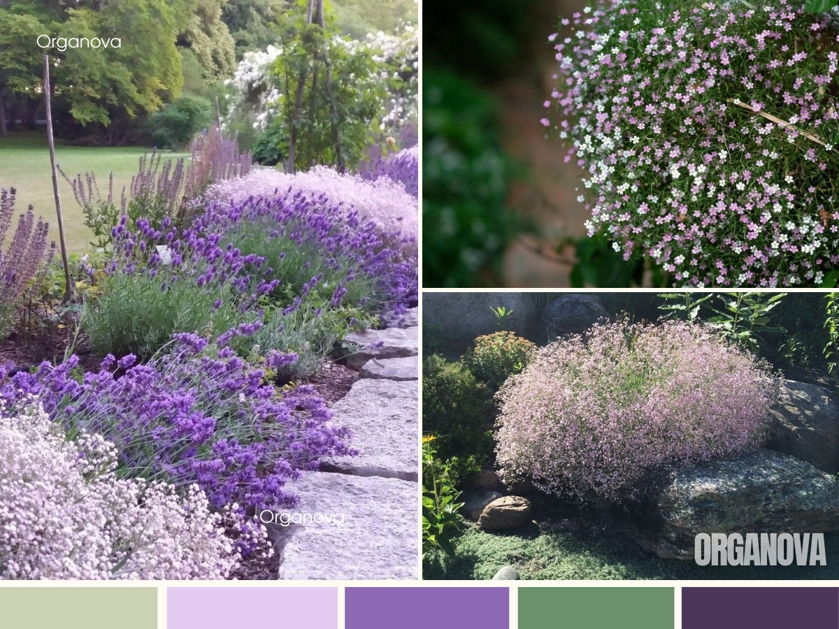 Основной успех в выращивании гипсофилы зависит от трех условий: много солнца, легкая дренированная почва и отсутствие застоя воды. Растение не любит пересадку, поэтому сразу выбирайте для него постоянное место.