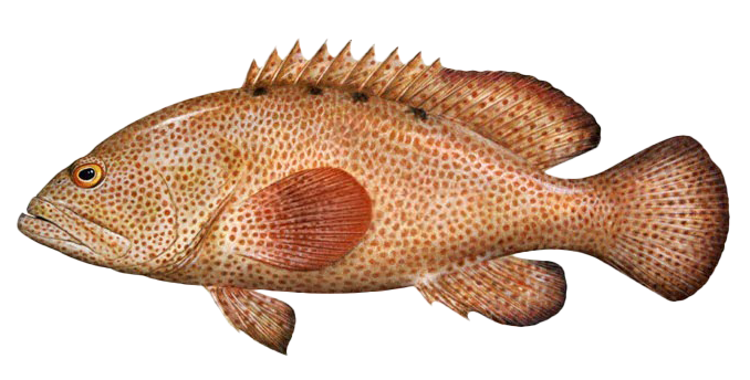 Cephalopholis cruentata
