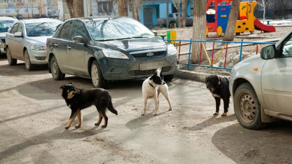     Бродячие собаки в Оренбуржье нередко проявляют агрессию. Фото: Наталья Русинова.