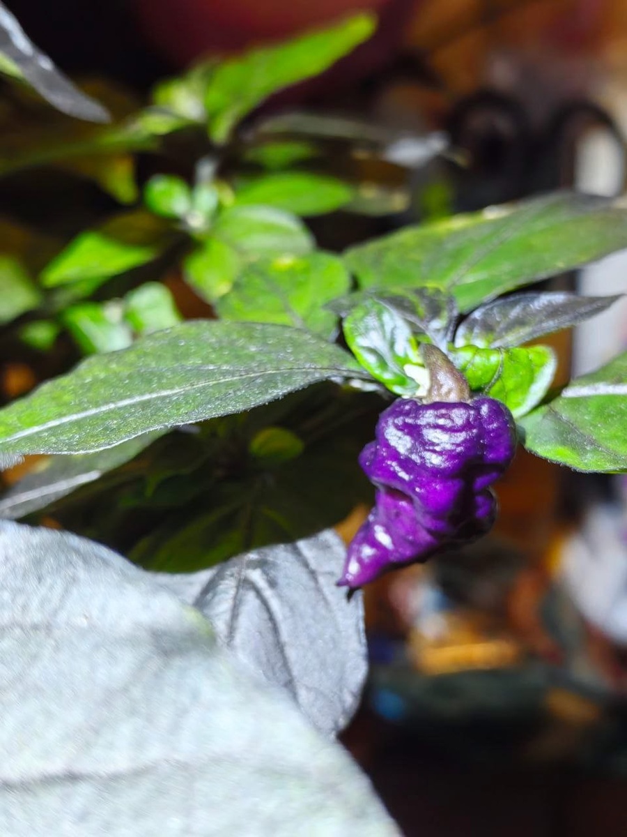 Острый перец Lilac dragon PM (Сиреневый дракон PM)
