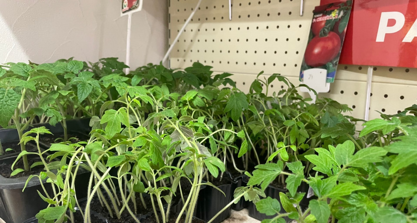    Фото progorod43.ru