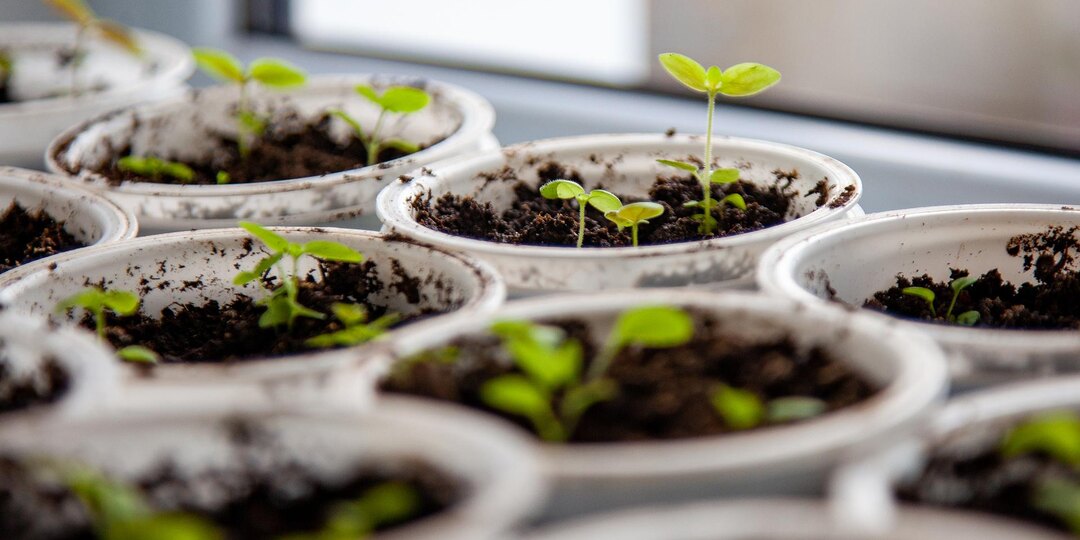 Что сажать в феврале 2026: лунный календарь, благоприятные дни и советы агронома