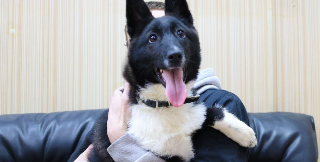 Моторчик вырос, а хозяин не нашёлся... Юнга всё ещё ждёт чуда!