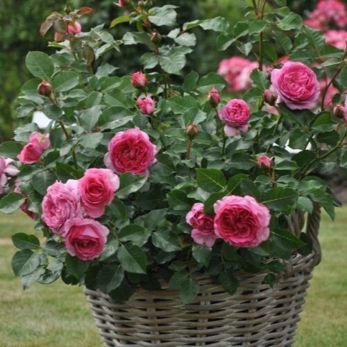 Роза с сильным, сладким, фруктовым ароматом и вкусом малины. Она идеально сочетается с фруктами, идеально подходит для джемов, конфет или других сладостей. Хорошо сочетается с салатами, где добавляет свой цвет и вкус к обычной зелени. 