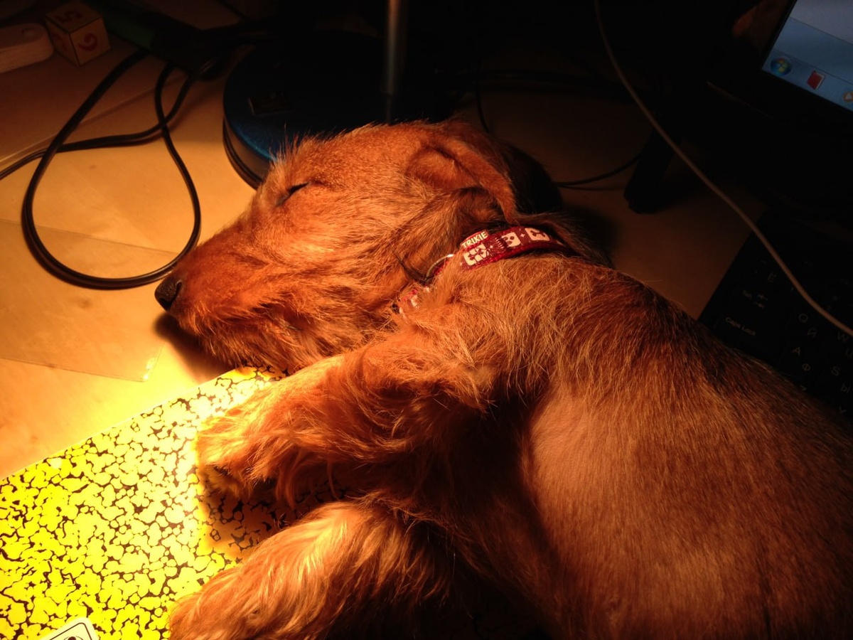 Здоровый сон моей таксочки