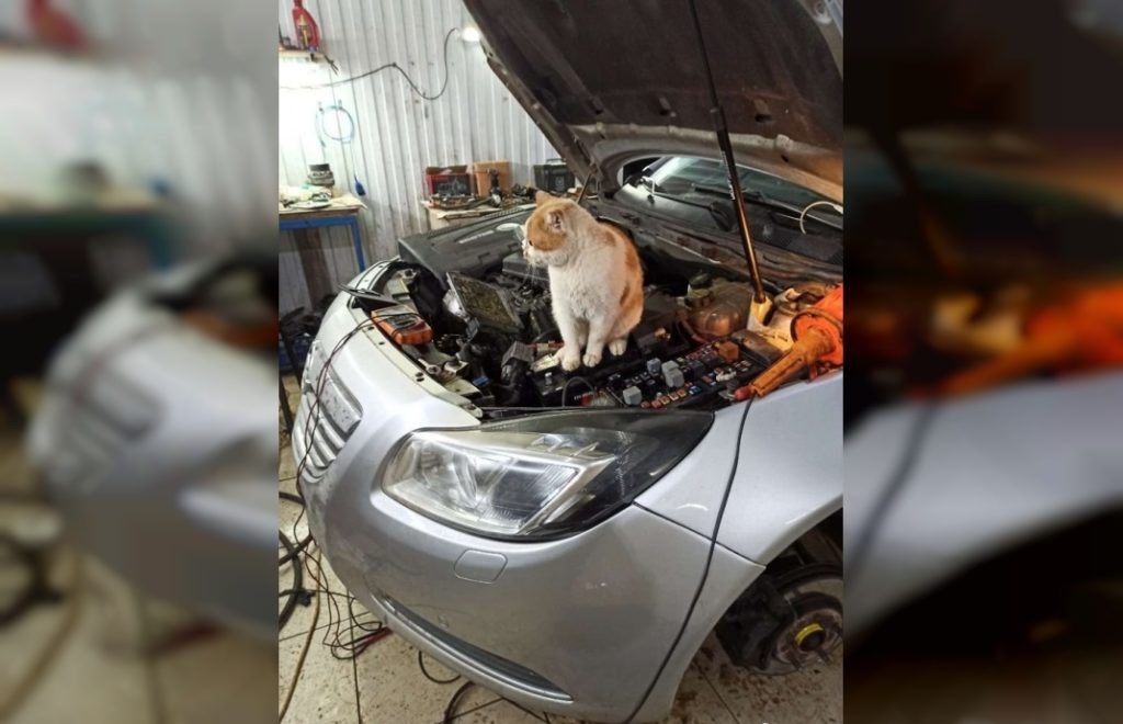    Фото: Авито