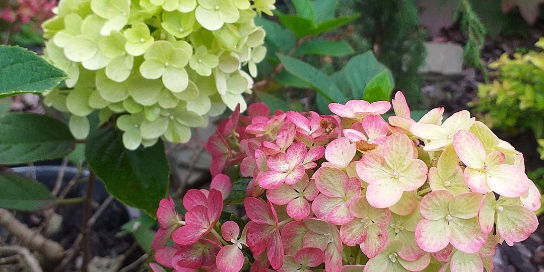 ГОРТЕНЗИИ В КОНТЕЙНЕРАХ, дополнение - ВОДА, МОРОЗЫ, КОРА.ВАЖНО!