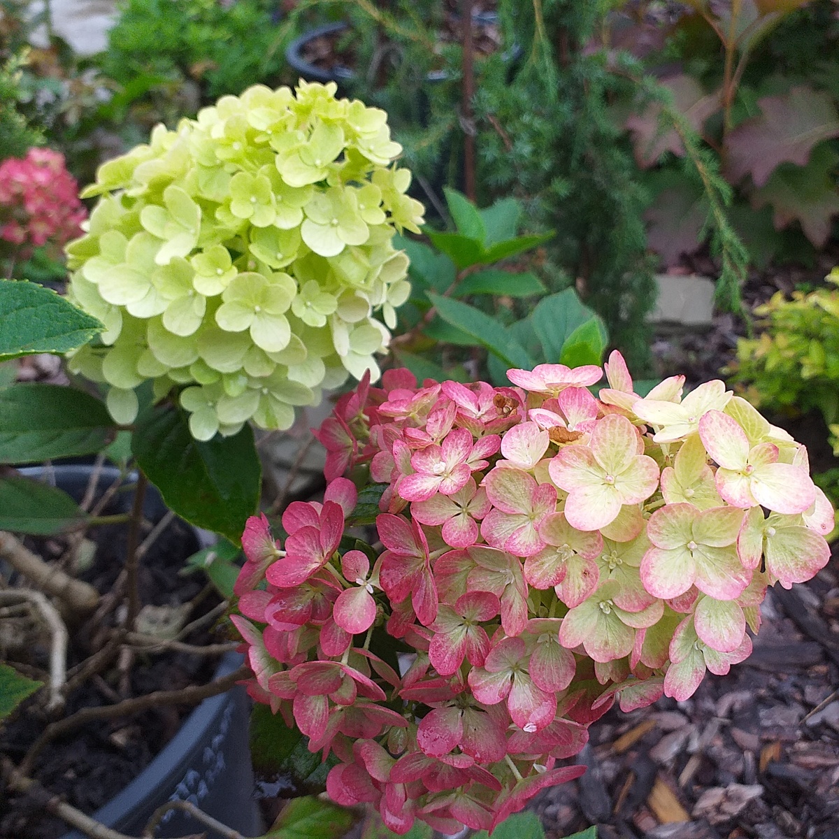 фото автора, метельчатая гортензия Литтл Лайм Панч в контейнере 16л
