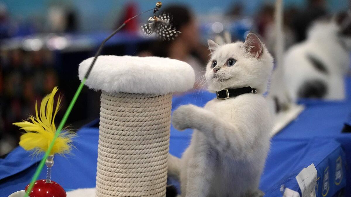 Фото: ИЗВЕСТИЯ/Дмитрий Коротаев