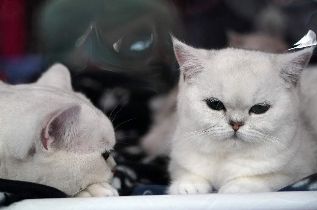 Фото: ИЗВЕСТИЯ/Дмитрий Коротаев